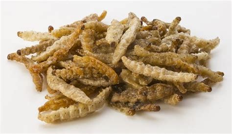 Bamboo worms (Omphisa Fuscidentalis) - Edible Insects for sale