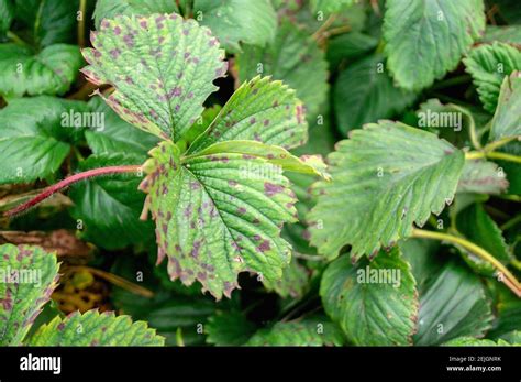 Leaf spot disease on strawberry hi-res stock photography and images - Alamy