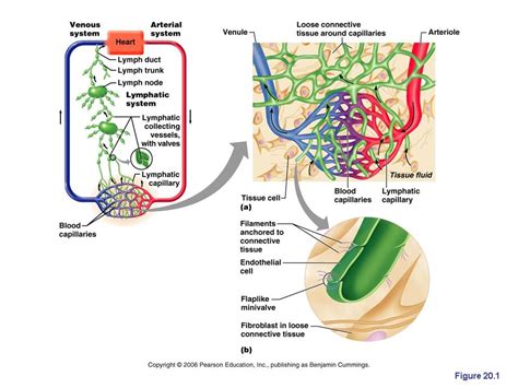 The Lymphatic System : Anatomy & Physiology