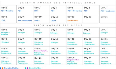 Reciprocal IVF: What It Is, How It Works & What It Costs