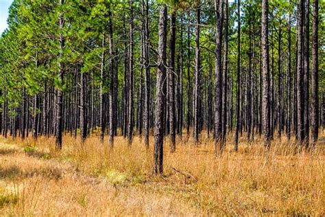 Carolina Sandhills NWR - McBee, South Carolina | Sandhills, National wildlife refuge, United ...