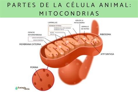 Diferencias entre la célula animal yla célula vegetal