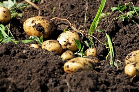 How Far Apart To Plant Potatoes In A Raised Bed? (+8 Mistakes To Avoid)