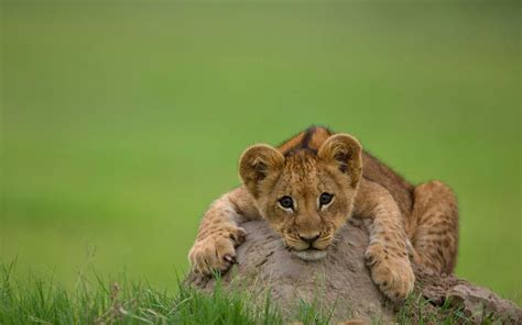 Cub Pictures wallpaper | 1920x1200 | #74612