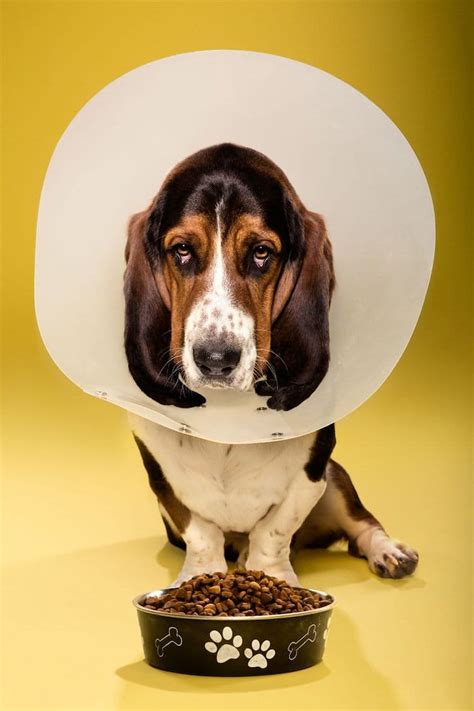 Ty Foster Took These Cute Photos Of Dogs Wearing 'The Cone Of Shame'