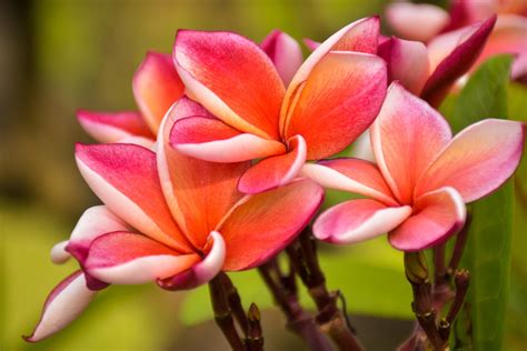 10 Prettiest Tropical Flowers From Hawaii - Hawaii Travel Spot