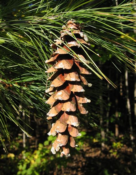 Michigan State Tree – Eastern White Pine – 50States.com