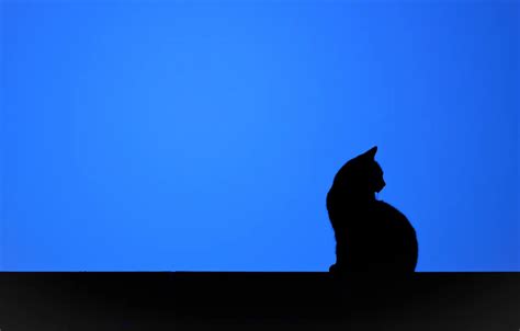 Desktop Wallpaper Minimalist Cat - 9.2 1280x720 62820 cat, picture, window.