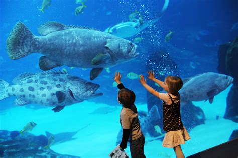 Imaginations go to play at Georgia Aquarium | Amazing aquariums, Aquarium