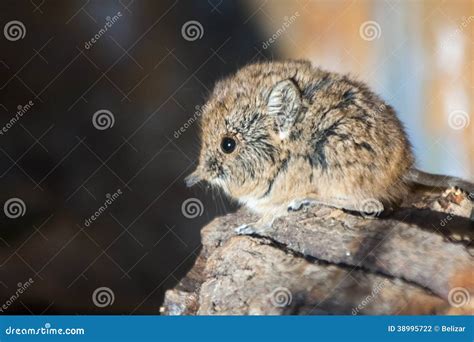 Elephant shrew baby stock photo. Image of snout, gerbil - 38995722