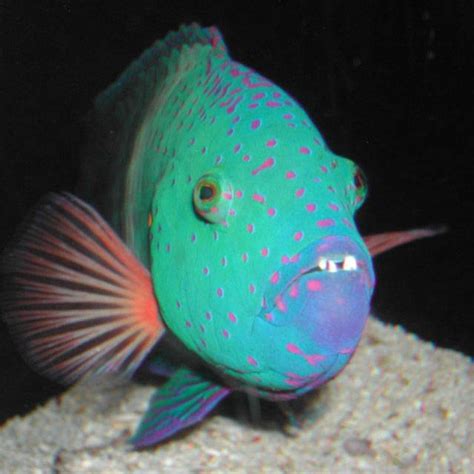 13 best Fish and aquatic life images on Pinterest | Exotic fish, Tropical fish and Pisces