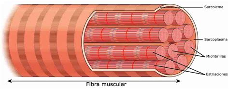 Cómo Ganar Masa Muscular Rápido [Evidencias Científicas] 2020