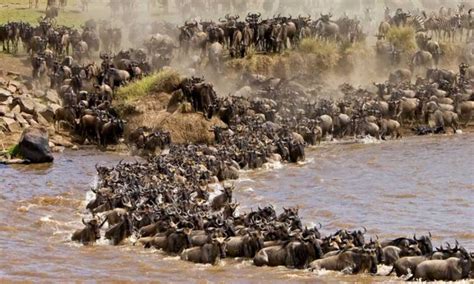 Wildebeest Migration in Masai Mara | Masai Mara Safari