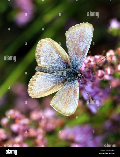 Alcon Blue butterfly (Phengaris alcon) foraging on cross-leaved heath ...