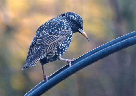 Common Starling Nest