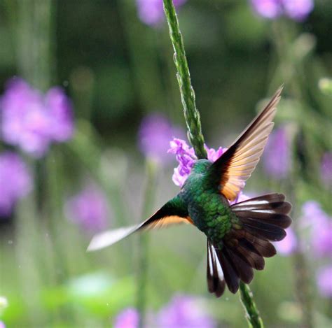 Retired in Costa Rica: Hummingbirds at Monteverde