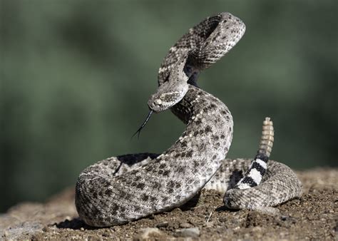 Rattlesnake bites are up in Arizona as weather heats up | The Daily ...