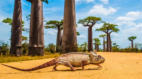 National Parks and Reserves in Madagascar - National Parks