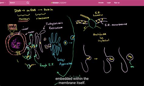 Endoplasmic reticulum and Golgi bodies Structure of the endoplasmic ...