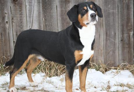 Entlebucher Mountain Dog Info, History, Temperament, Training, Puppy ...