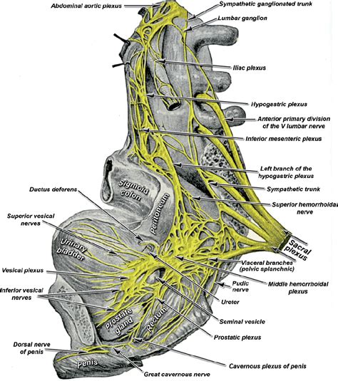 Figure 5 from Autonomic nervous system of the pelvis - general overview ...