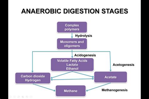 The four stages of anaerobic digestion - Treating Organics