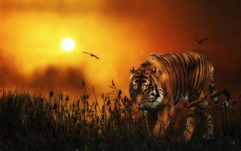 Download Animal Tiger HD Wallpaper