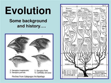 PPT - Theodosius Dobzhansky (1900-1975) PowerPoint Presentation, free ...