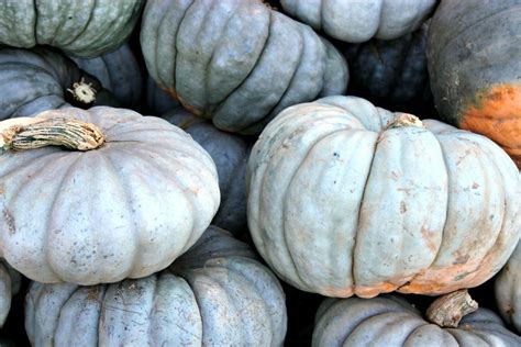 The Ultimate Guide to Pumpkin Types and Varieties