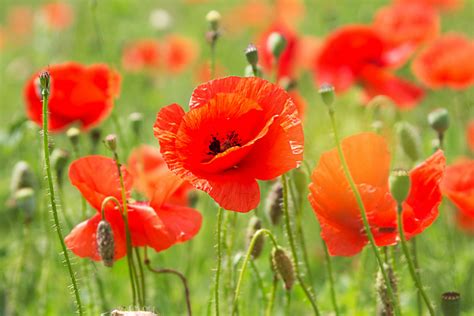 Poppy Flower: A Burst of Color and History in your Garden