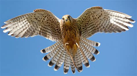 Kestrel In Flight Photograph by Izzy Standbridge