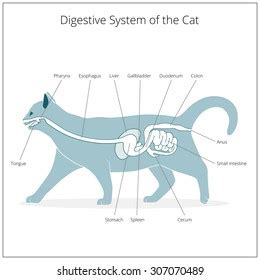 271 Cat Digestive System Royalty-Free Photos and Stock Images ...