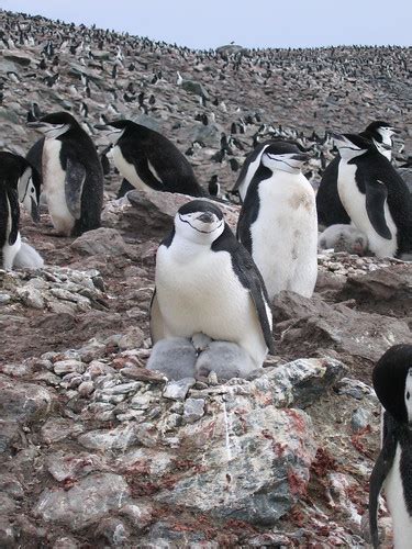 Penguinology: Pygoscelis antarcticus - Chinstrap Penguin