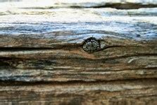 Knot In Wooden Post Free Stock Photo - Public Domain Pictures
