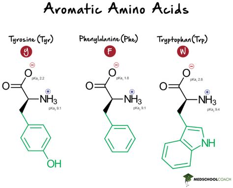 Amino Acid Classification – MCAT Biochemistry | MedSchoolCoach