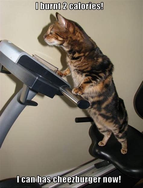 Cat Doing Exercise With Dumbbell Funny Image