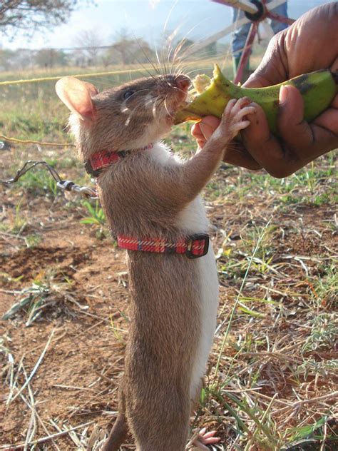 Adorable giant rats are being used to detect landmines in Cambodia—Hopes&Fears