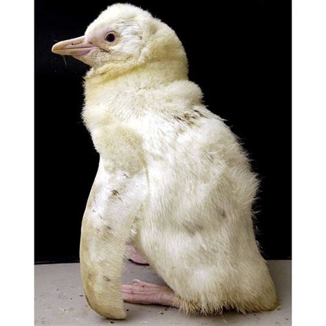 Albino White Penguin Albino Animals Rare Albino Animals