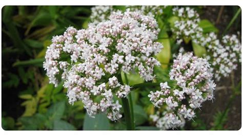 4 Valerian Root Benefits: Dosage & Safety | The Botanical Institute