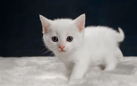 Small white kitten, cute animals, cats, pets, HD wallpaper | Peakpx