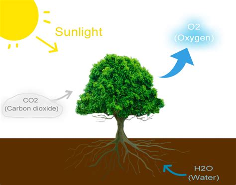 The Step-by-Step of Photosynthesis