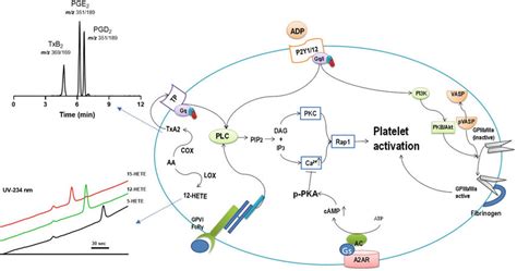 1 Platelet aggregation can be activated by different agonists by... | Download Scientific Diagram