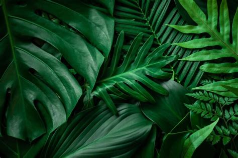 Premium Photo | Full Frame of Green Leaves Pattern Background Nature ...