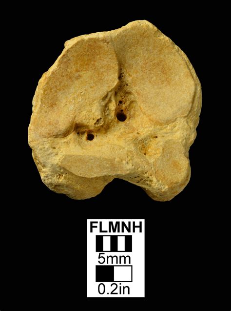 Small Cannon bone - Fossil ID - The Fossil Forum