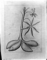 Category:Pencil drawings of plants - Wikimedia Commons