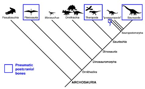 . The evolutionary relationships of the archosaurs, or “ruling... | Download Scientific Diagram