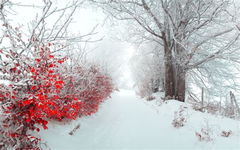 Wallpaper : 2560x1600 px, beautiful, Christmas, landscape, nature, snow ...