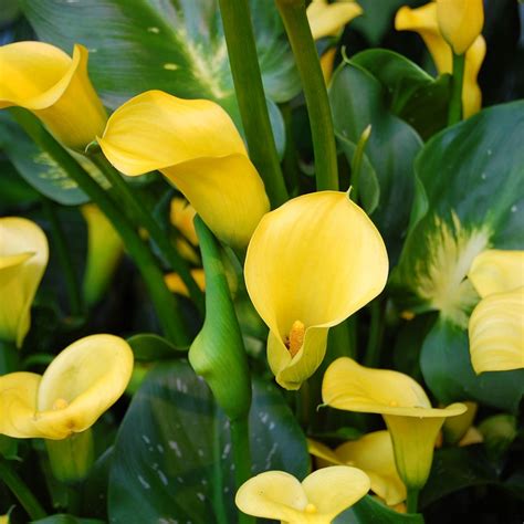 Calla Lily Plant Size