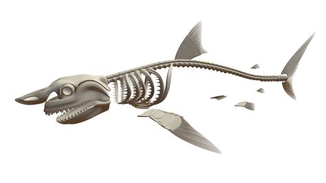 Great White Shark Skeleton - Buy Royalty Free 3D model by 3DHorse [bb90501] - Sketchfab Store