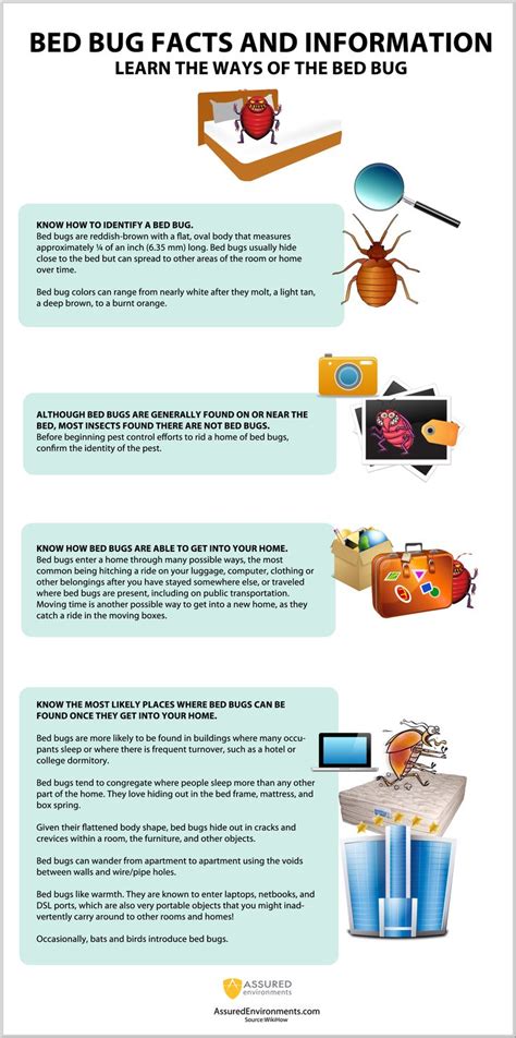 Bed Bug Facts and Information - Infographic | Bed bug facts, Kill bed bugs, Bed bugs